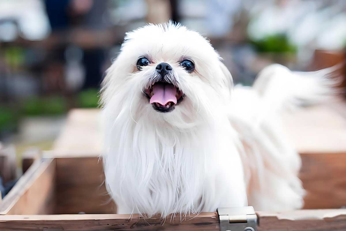 Happy dog ready for travel